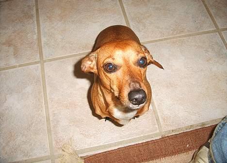 Gravhund Trisse - Hejsa billede 16