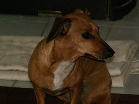 Gravhund Trisse billede 17