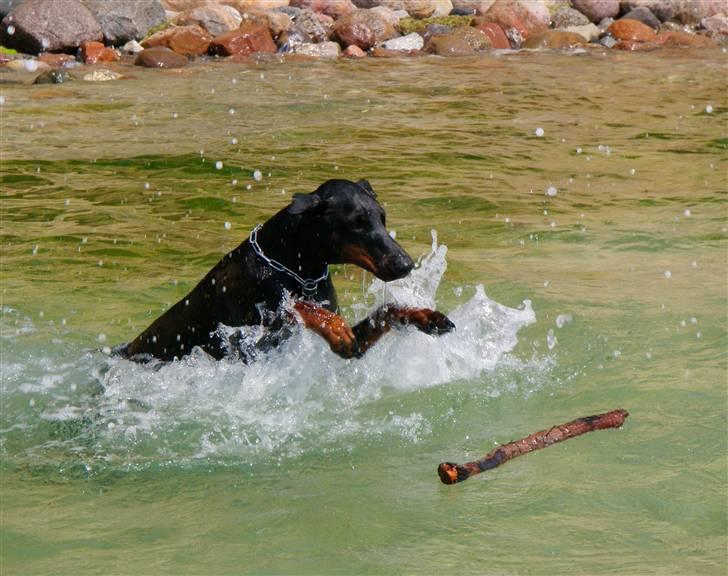 Dobermann Sakura billede 13