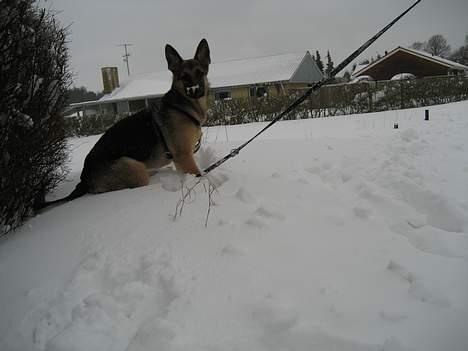 Schæferhund Lica - Min første vinter, det er bare fed med alt det sne billede 13