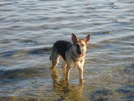 Schæferhund Lica - Så er der forår, elsker at bade ved kalø billede 14