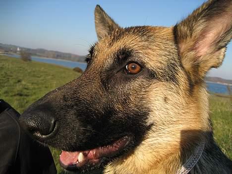 Schæferhund Lica - Og når vi så holder "pause" leger jeg fotomodel billede 15