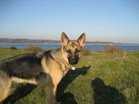 Schæferhund Lica - og igen billede 16