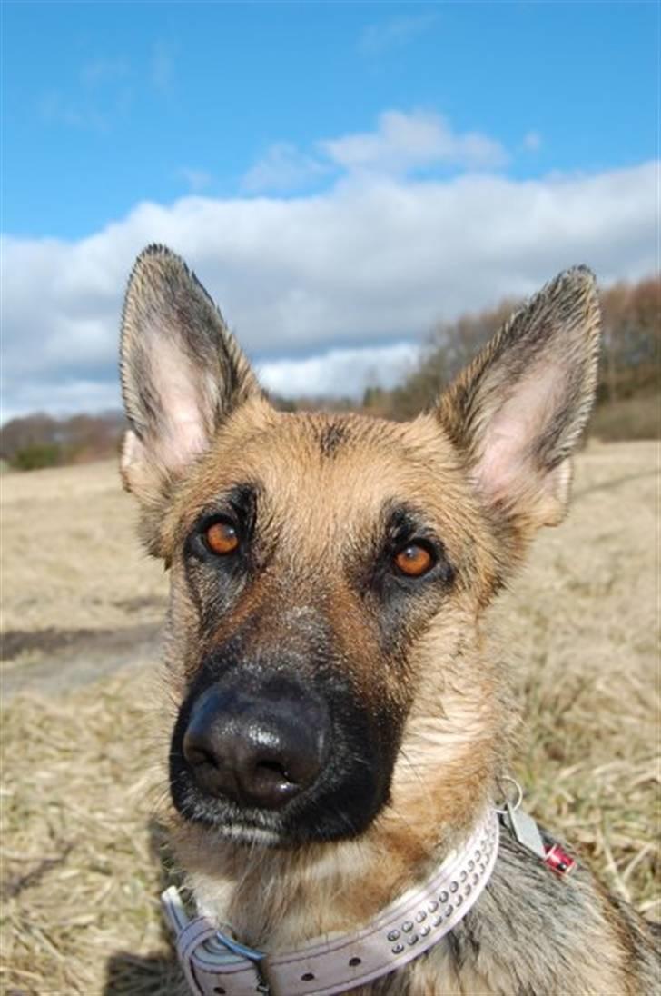 Schæferhund Lica billede 17