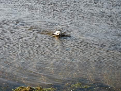 Bichon à poil frisé Annisette - Elsker at svømme ved kalø billede 11