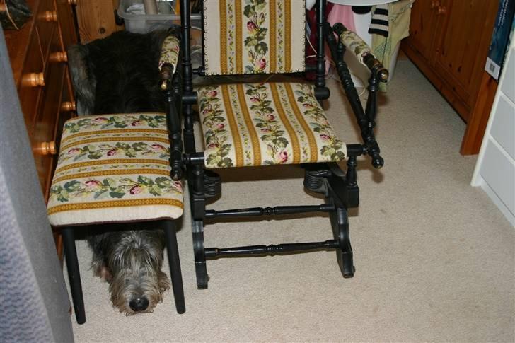 Irsk ulvehund Sirius - I mit beskyttelsesrum kan jeg ikke få bomber i hovedet ! (25 mdr) billede 12