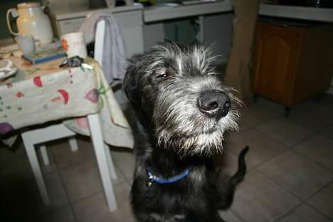 Irsk ulvehund Sirius - Selvtillid og lækkert hår. Jeg er 5 mdr og har været i bad for første gang billede 13