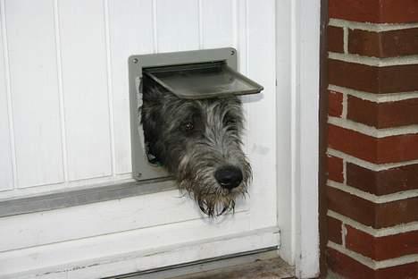 Irsk ulvehund Sirius - Hallo ! billede 14