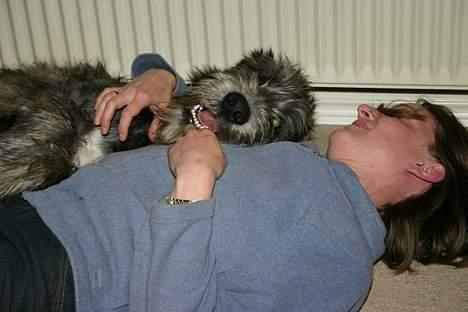 Irsk ulvehund Sirius - puttegrisen 4mdr. gammel billede 15