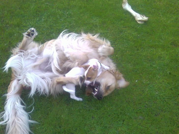 Jack russell terrier Felix - Hva ka du hva! hva ka DU!!! billede 13