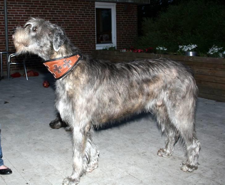 Irsk ulvehund Sirius - Så står jeg lige model for Middelalder-halsbånd. Det beskytter struben, når jeg skal jage ulven.  billede 16
