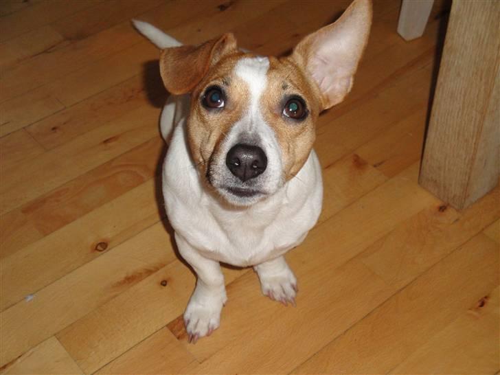 Jack russell terrier Felix - 16/01-2010 billede 14