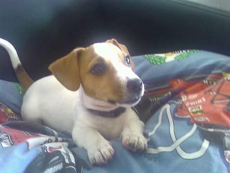 Jack russell terrier Felix - Det var ikke mig billede 15