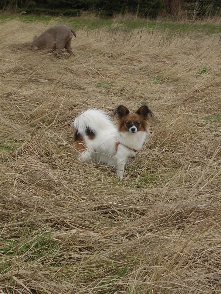 Papillon Toymaker´s Milla Vanilla. billede 19