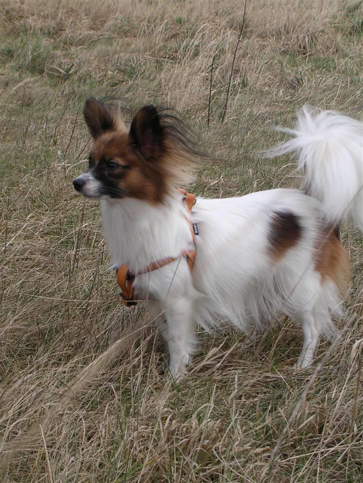 Papillon Toymaker´s Milla Vanilla. billede 20