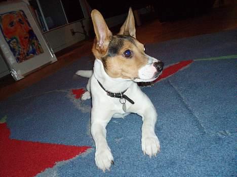 Dansk svensk gaardhund Nickolai - Hørte i ogs DET...? billede 16