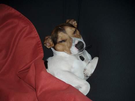 Dansk svensk gaardhund Nickolai - Tager lige en Slapper i Fars sækkestol. hehe... billede 17