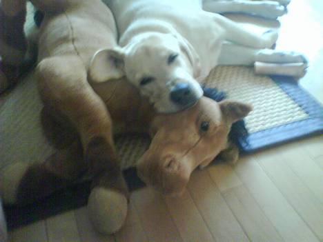 Labrador retriever Zanga - Min hest er en fremragende hovedpude! billede 12