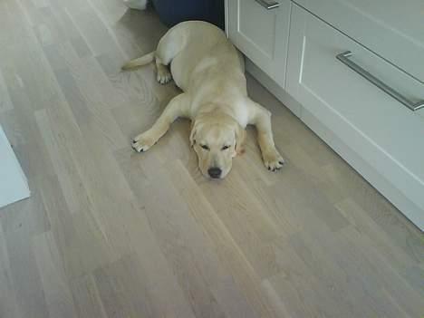 Labrador retriever Zanga - Afslapning i køkkenet. billede 13