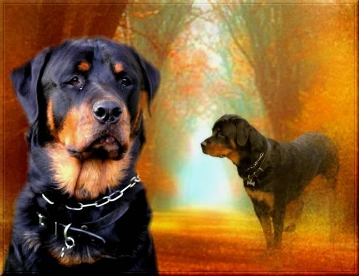 Rottweiler Darcho rip 16/10-09 - Se hva søster har lavet til mig..  billede 1