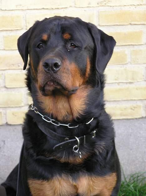 Rottweiler Darcho rip 16/10-09 - Hvis jeg ser rigtig sød ud, får jeg så noget mad? var? billede 2