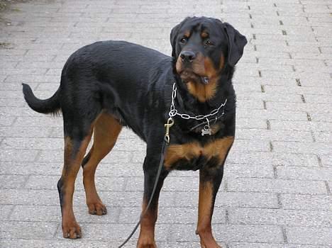 Rottweiler Darcho rip 16/10-09 - kom nu med det mad !!! kan se du har det ! billede 3