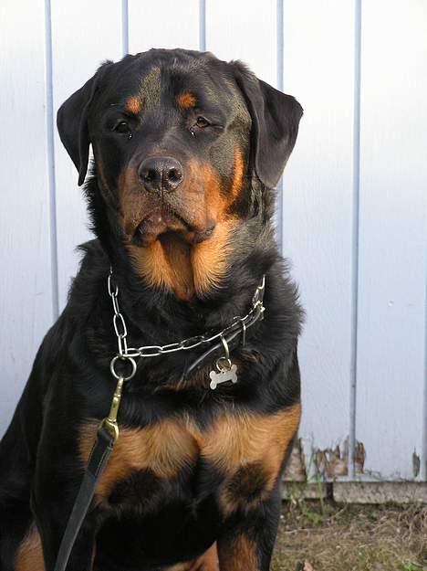 Rottweiler Darcho rip 16/10-09 - Bliver da snart ret træt af jer.. MAD NU !! billede 4