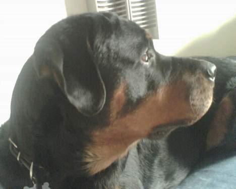 Rottweiler Darcho rip 16/10-09 - hvem bankede på? billede 5