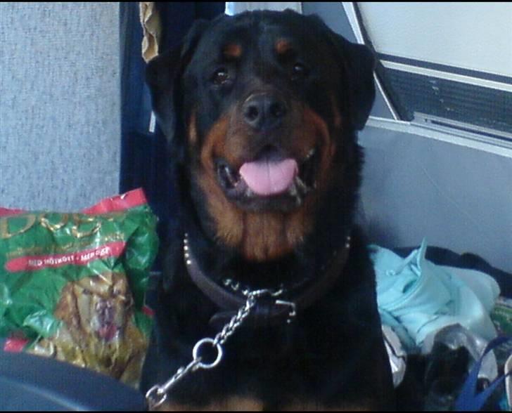 Rottweiler Darcho rip 16/10-09 - Campinghund, det er bare livet.  billede 7