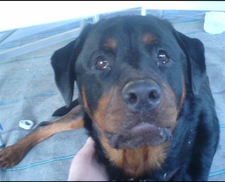 Rottweiler Darcho rip 16/10-09 - er det dig med whiskyen? (på campingturen drak de hele tiden noget med whisky i. mums sys jeg) billede 8