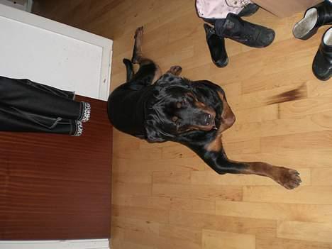 Rottweiler Darcho rip 16/10-09 - øhh MAD? billede 10