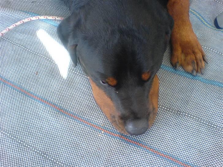 Rottweiler Darcho rip 16/10-09 - så bliver der slappet ekstra godt af..  billede 11