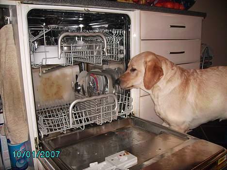 Labrador retriever Tjalfe billede 12