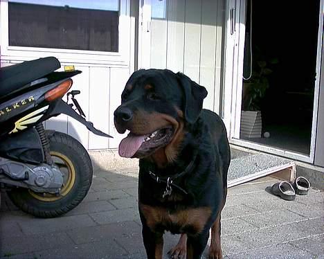 Rottweiler Darcho rip 16/10-09 - jeg tror snart jeg skal spise igen billede 12