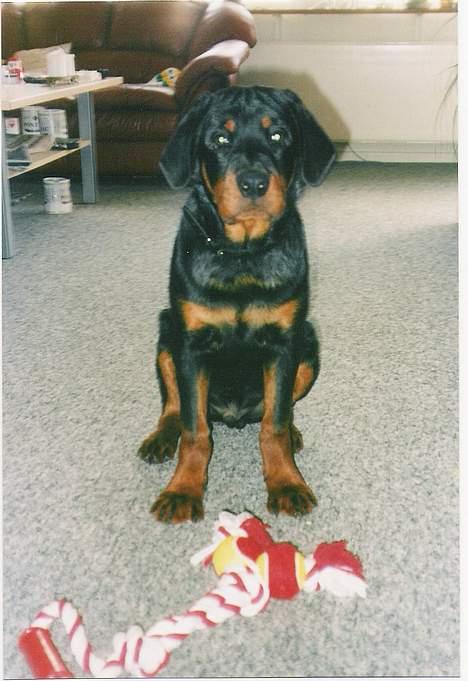 Rottweiler Darcho rip 16/10-09 - neeeeeej teenage billeder, det er simpelthen for groft..  billede 13