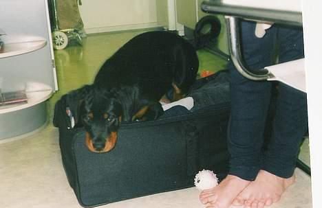 Rottweiler Darcho rip 16/10-09 - skal vi rejse til norge sagde du? JEG ER KLAR!!! billede 14