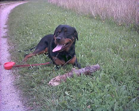 Rottweiler Darcho rip 16/10-09 - jeg elsker mig selv på det billede, jeg mangler bar en madskål og en fodbold, ellers er det helt i top.. billede 16