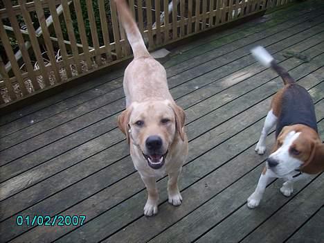 Labrador retriever Tjalfe billede 13