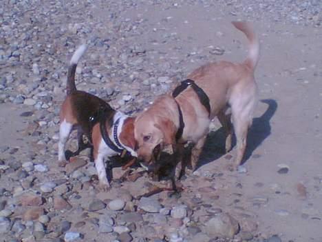 Labrador retriever Tjalfe billede 14