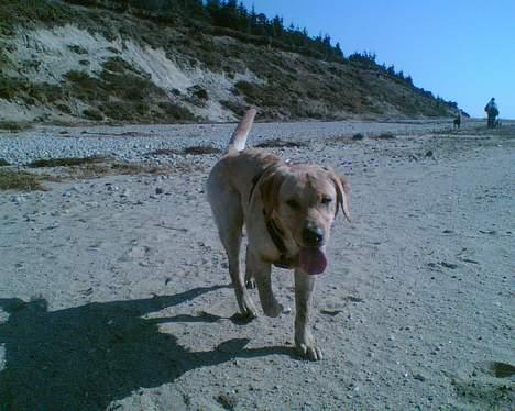 Labrador retriever Tjalfe billede 15