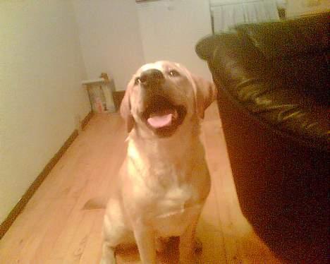 Labrador retriever Tjalfe billede 16