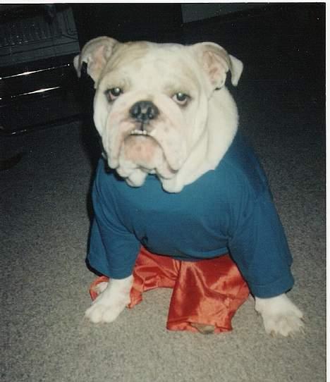 Engelsk bulldog Babe 1996-2008 elsket - TØJ Igen.. sig mig er jeg paris hiltons hund?!? billede 8