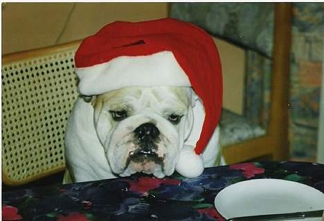 Engelsk bulldog Babe 1996-2008 elsket - Glædelig jul herfra MIIIIG ! billede 10