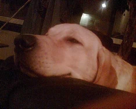 Labrador retriever Tjalfe billede 17