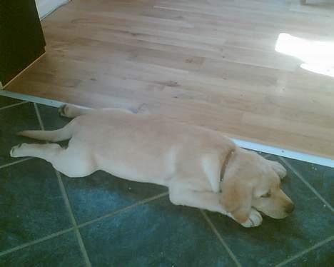 Labrador retriever Tjalfe billede 18