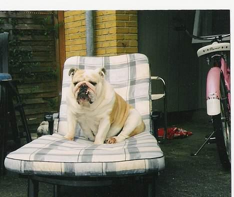 Engelsk bulldog Babe 1996-2008 elsket - Jeg fik en VILDT lækker julegave.. en SOLSTOL.. TaaaaaaK billede 14