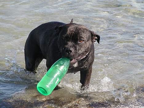 Staffordshire bull terrier Karma - Jeg gir sgu en lille en, hvis du skruer proppen af billede 1