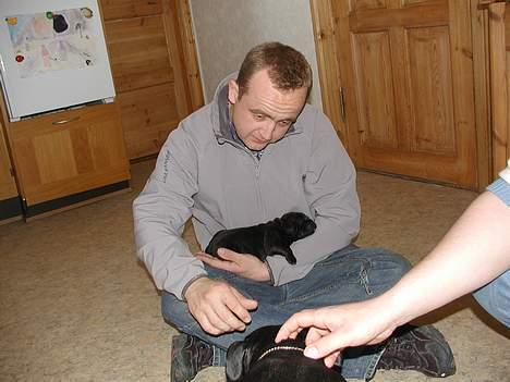 Staffordshire bull terrier Karma billede 2