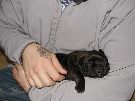 Staffordshire bull terrier Karma billede 3