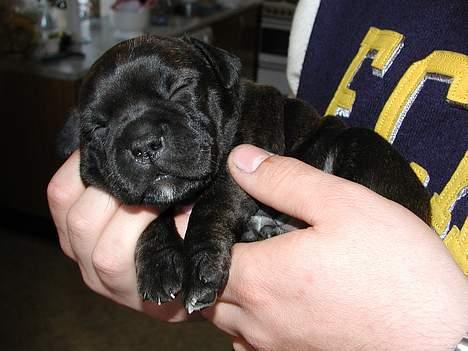 Staffordshire bull terrier Karma billede 4